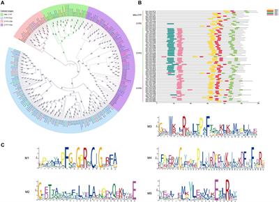 Gut transcriptome analysis of P450 genes and cytochrome P450 reductase in three moth species feeding on gymnosperms or angiosperms